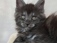 Maine Coon Kätzchen XXL - Peiting