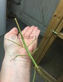 Vietnam Stabschrecke adult für 6,50€ in 66787