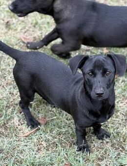 Dixie sucht ihr Körbchen - Krefeld