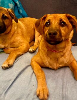 Mix Österreichischer Pinscher & Terrier - Halle (Westfalen)