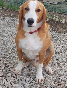 Romeo - Charmeur sucht Zuhause mit ❤️? - Grevenbroich