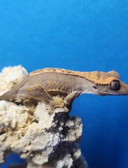 Kronengecko(Correlophus ciliatus) - Aachen