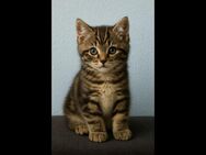 Katzenbabys, katzen, Kitten, katzenbaby, kater, katerchen - Hückelhoven