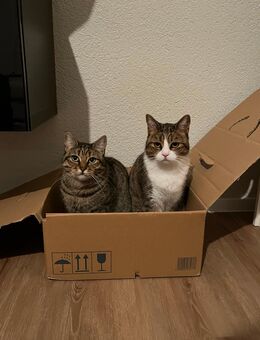 Junge gesunde und pflegeleicht Katzen suchen liebevolles zu Hause - Büttelborn