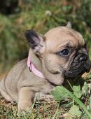 Französische Bulldog Welpen in 46399