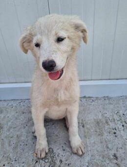 Dorie von kettenlos - Bollingstedt