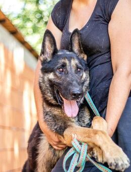 Rocky, ruhiger Schäferhundrüde, ca. 6 Ja - Vaterstetten