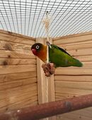 Lovebirds zu verkaufen in 78073