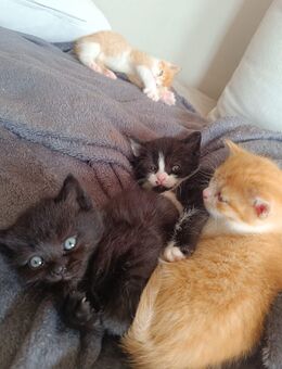 3 Babykatzen - Lappersdorf