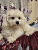 Hundewelpen in 26892