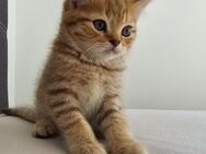 BKH Kitten Baby Katzen Britisch Kurzhaar - Nürnberg