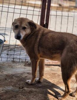 Cooper sucht DRINGEND einen Gnadenplatz - Neuberg