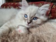 5 Ragdoll Kitten suchen ein liebevolles Zuhause - München