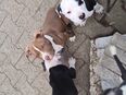American Bulldog in 29439