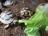 Griechische Landschildkröten NZ 2024 - Neresheim Zentrum