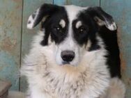 Milka ist eine Seelenhündin 🐾 - Elsdorf (Nordrhein-Westfalen)