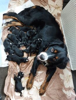 Berna Sennenhund Welpen aus Hobbyzucht - Sassenburg
