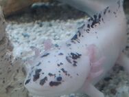 Axolotl abzugeben - Winterberg