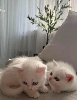 2 weibliche BKH kitten suchen neues Zuhause 🎀 - Erkrath (Fundort des Neanderthalers)