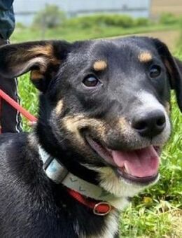 Hundemann TROY - Gefrees