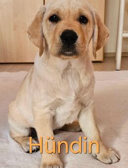 Zauberhaftes Labradormädchen sucht ein liebevolles Zuhause - Bad Langensalza