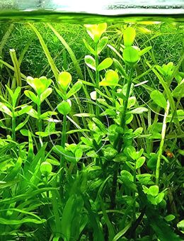 Fettblatt, Aquariumpflanze, Versand/ Abholung - Mechernich