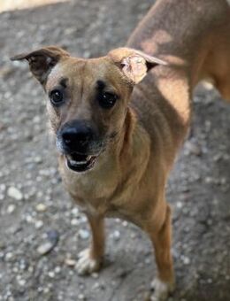 LANAI SUCHT IHRE FAMILIE - Nörten-Hardenberg