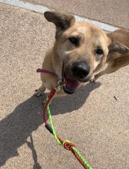 Zuckersüßer Rocco sucht ein Zuhause! ♥ - Ebstorf (Klosterflecken)