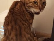 Bengal Katze - Velbert