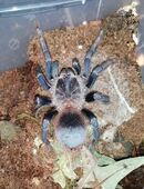 Lasiocyano Sazimai in 29342