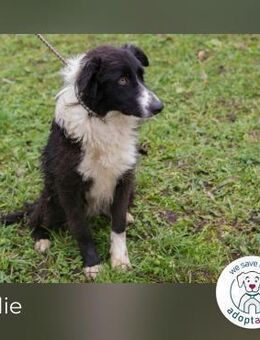 Indie sucht ein Zuhause - Kirchzell