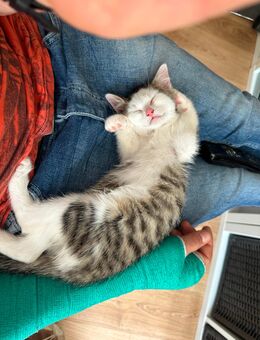 Kitten/Katerchen - Weimar