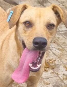 Foxy-ganz lieber, aktiver Junghund, 48cm - Rösrath