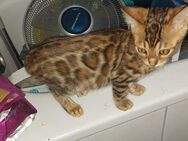 Reinrassige Bengal Kitten - Frankenthal (Pfalz)