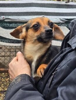 Kleine Pina sucht ihr großes Glück - Leonberg (Baden-Württemberg)