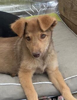 🌟Verspieltes Welpenmädchen Sienna🌟 - Eislingen (Fils)