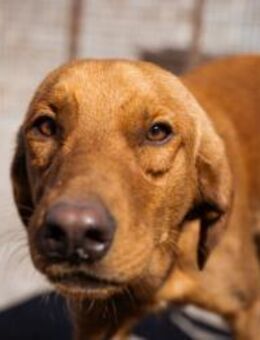 Zuckerbub ♥Veit♥ aktiver Schmuse-Schatz - Hamburg