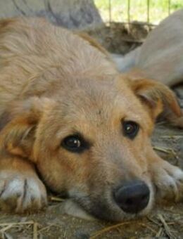 GARRY - aufgeweckter, süßer Jungrüde - Kallmünz