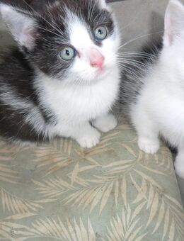 4 Katzenbabys abzugeben - Schwäbisch Gmünd