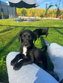 Labrador Appenzeller Welpen - Bedburg-Hau