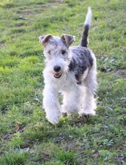 Drahthaar Foxterrier Welpen. #foxterrier. #hunde.#welpen - Steyerberg