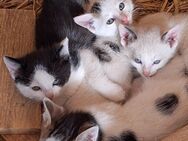 Junge Katzen/Kitten - Konnersreuth
