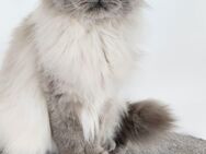 Britischlanghaar Katze 5 Jahre alt - Enger (Widukindstadt)