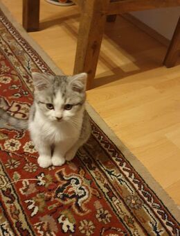 BKH Mix Kitten - Lauf (Pegnitz)