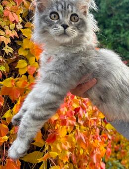 Maine Coon Kater 3 Monate alt - Nidda