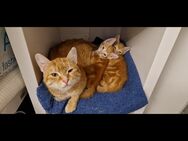 Katze 4 Jahre zusammen mit ihren Sohn 12 Wochen sofort abgabebereit - Baddeckenstedt