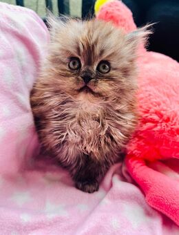 Maine Coon - Sibirische Waldkatze Kitten - Berlin