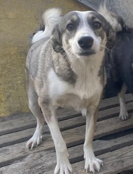 Inka - verschmust und freundlich - Westerholt