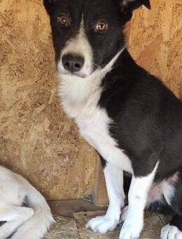 Teddy will nach Hause - Wallerfangen