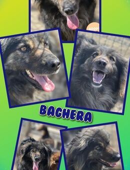 bildschöner Rüde Baghera sucht Zuhause - Nürnberg